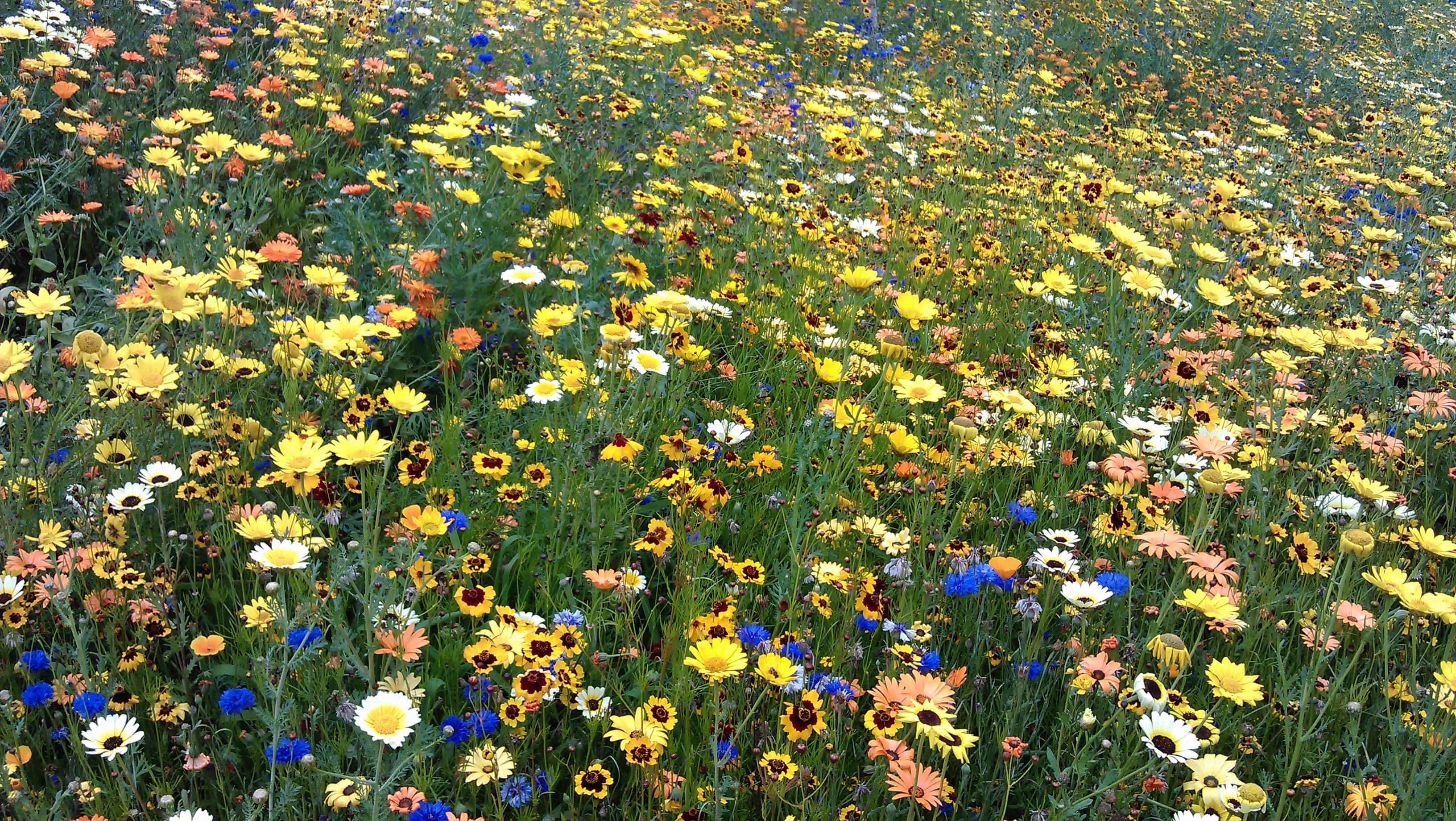 wild flower meadows at the olympic site Garden Design London
