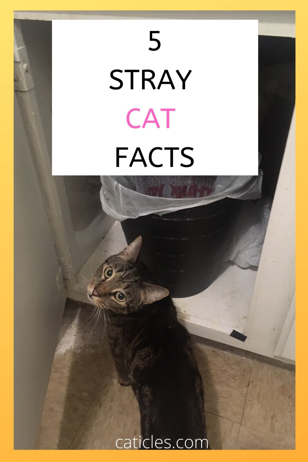 Adopting a Stray Cat 5 Things You Need to Know Caticles