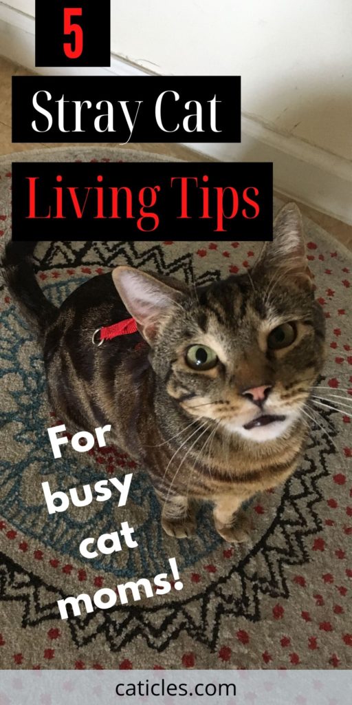 A Stray Cat Has Adopted Me, 6 Things You Need to Do