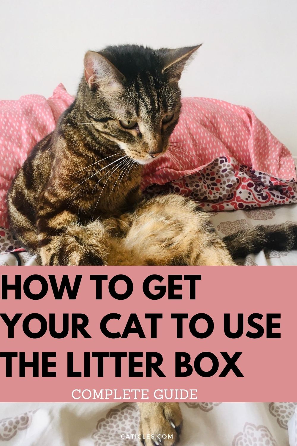 Cat Refuses to Use the Litter Box? Here’s What to Do CATICLES