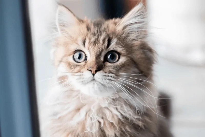 Is the Croton Plant Poisonous to Cats? Catious