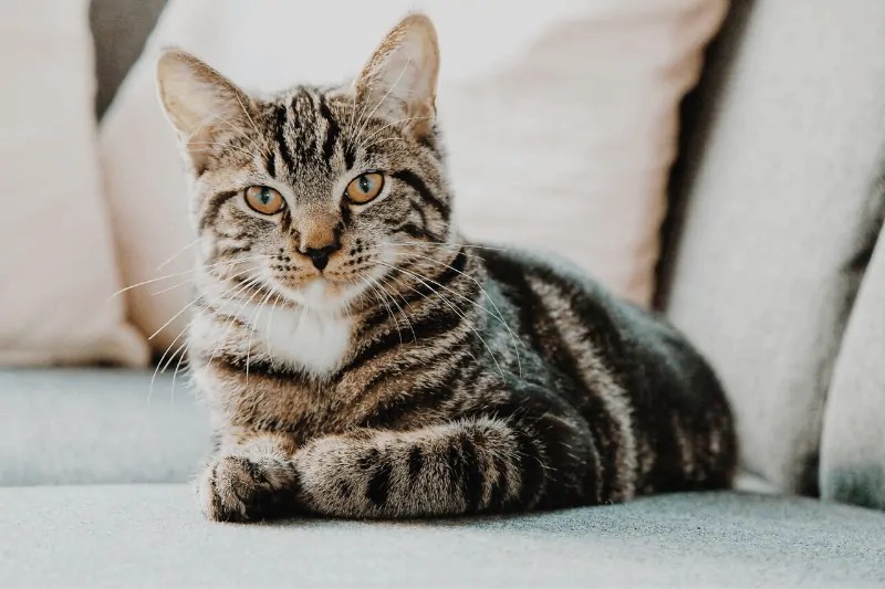 Is Buprenex (Buprenorphine) Safe for Cats Catious