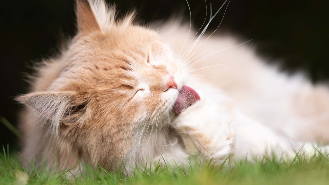 Why do cats cough up hairballs? Catit