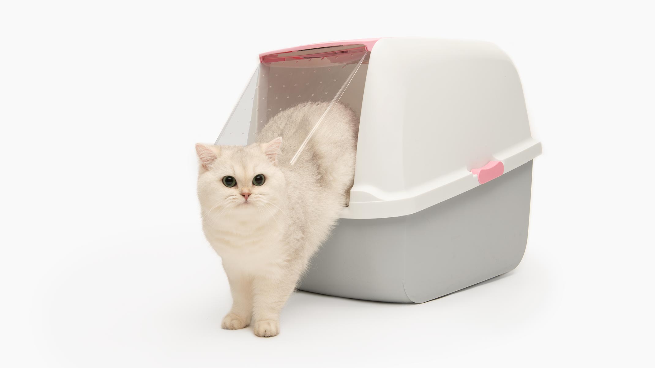 5 easy steps to get your cat used to new litter Catit