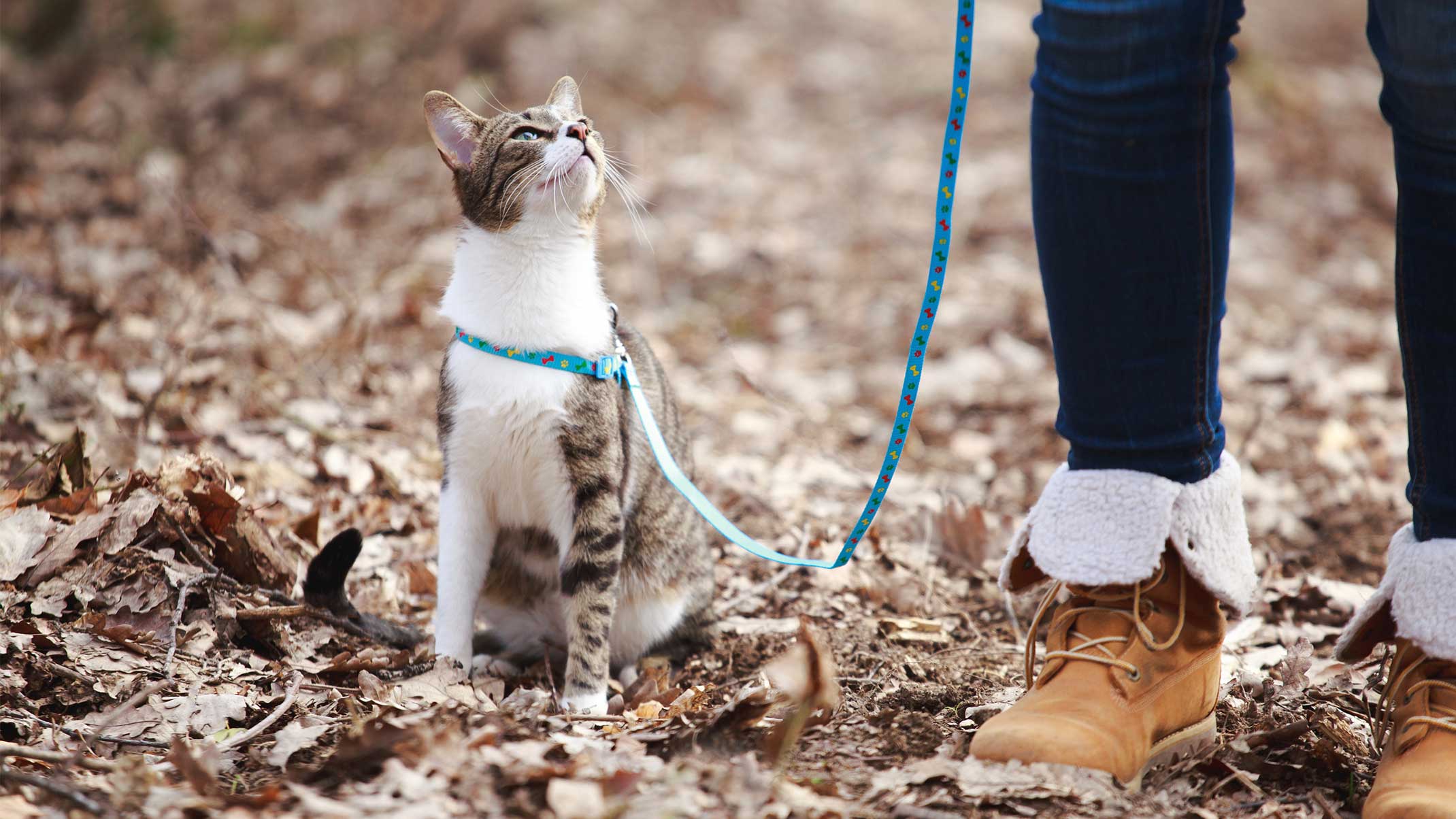 How to train your cat to walk on a leash Catit
