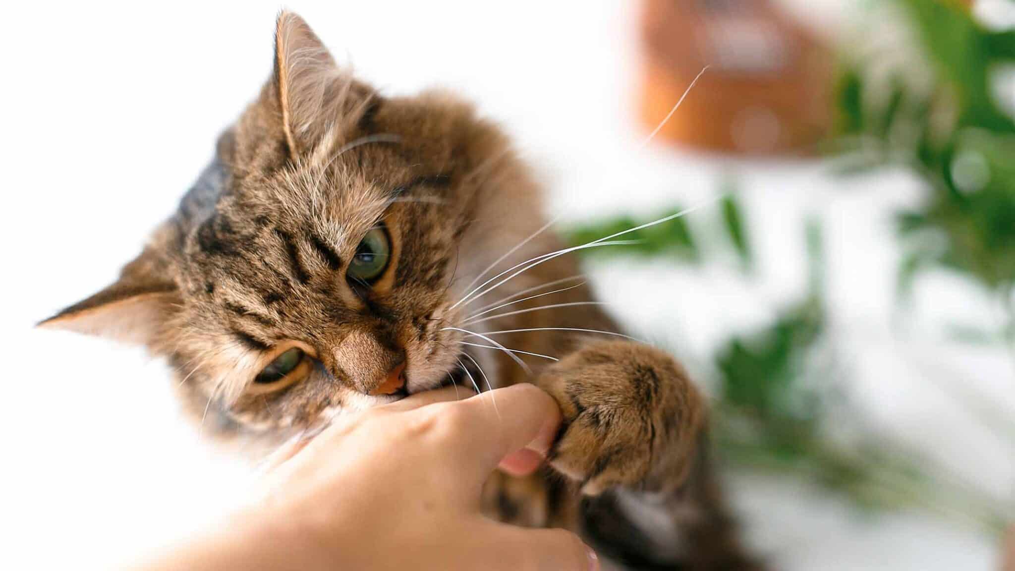 Why does my cat bite me for no reason, and how to stop it? Catit
