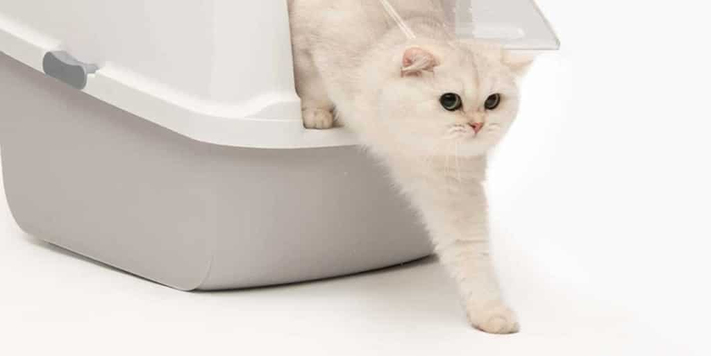 My cat pees outside the litter box. Reasons and solutions Catit