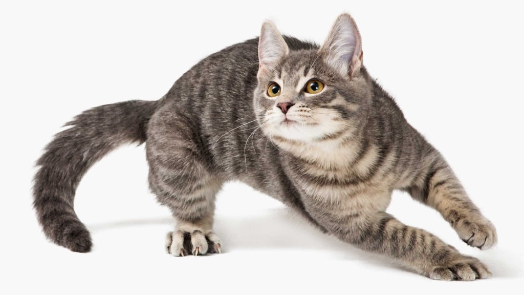 Why does my cat get the zoomies, and is it normal? Catit
