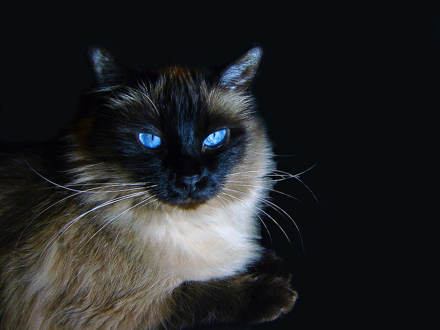 Tips on Choosing the Cat Breed That Is Right for You