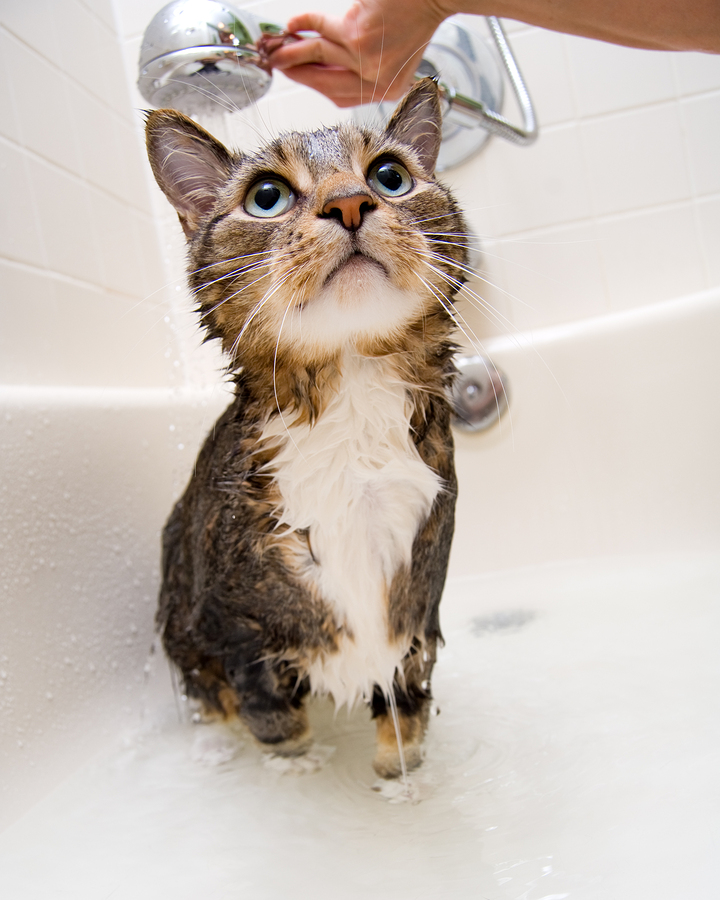 Bath Cat True Form at Richard Wendt blog