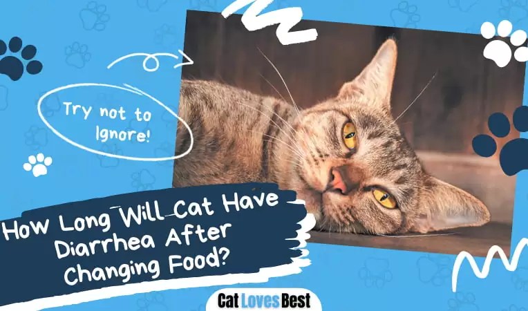 How Long Will Cat Have Diarrhea After Changing Food? Cat Loves Best