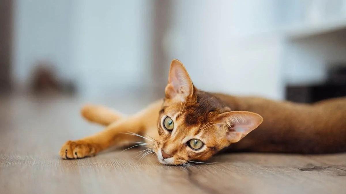 Why Do Cats Flop Over? Exploring the Adorable Feline Behavior