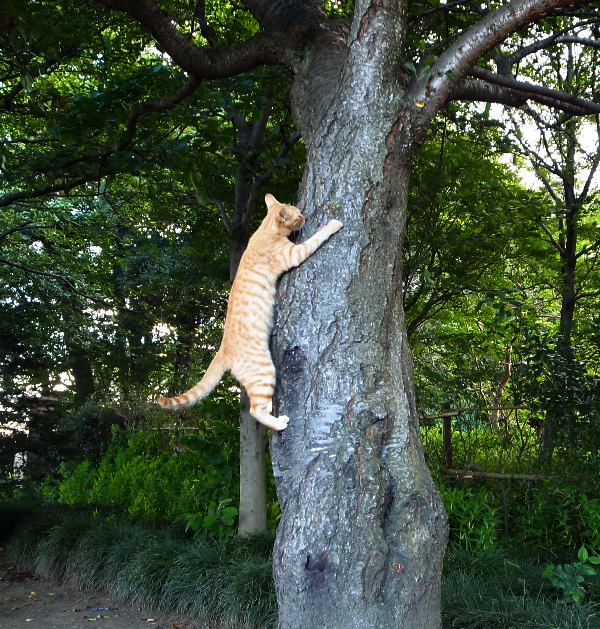 How to Get a Cat Out of a Tree Simple Guide! Cat Mastermind