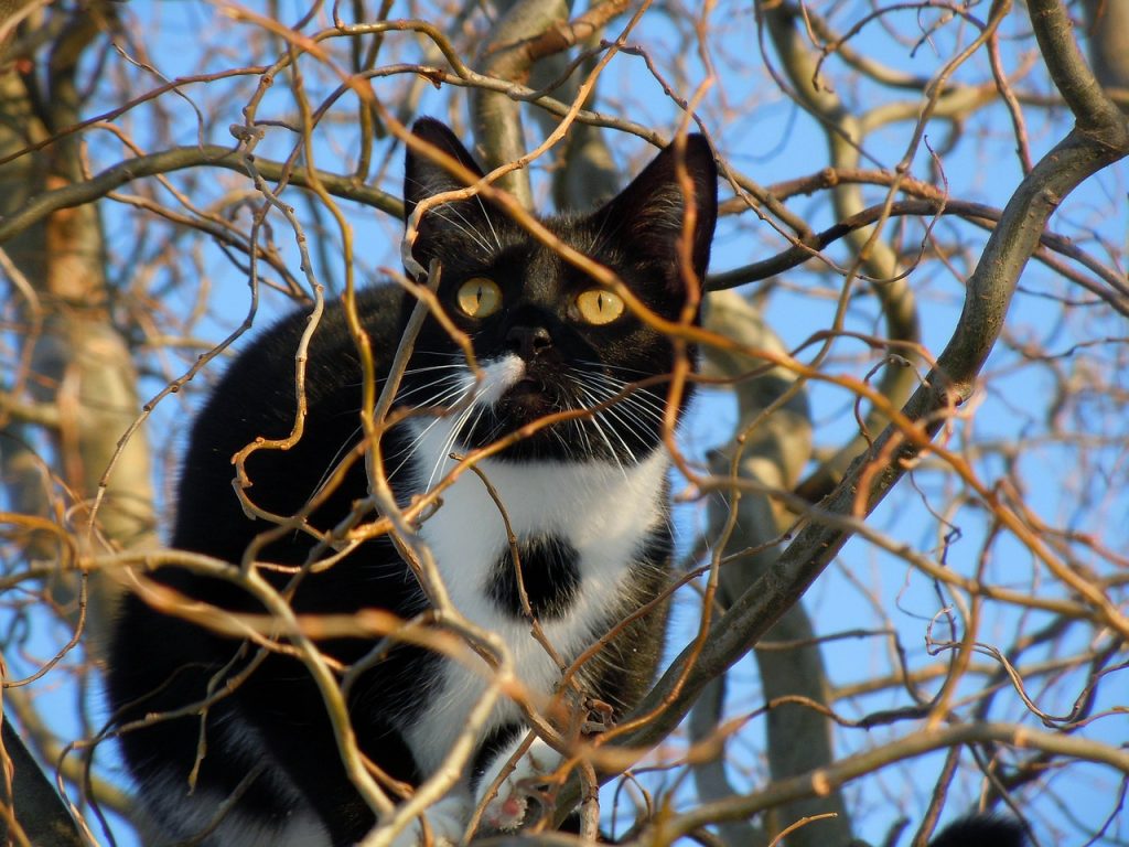 How to Get a Cat Out of a Tree Simple Guide! Cat Mastermind