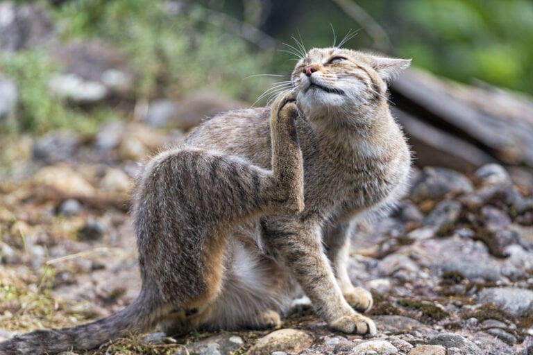 Are Cat Ear Mites Contagious? (CAUSE, PREVENTION & TREATMENT)