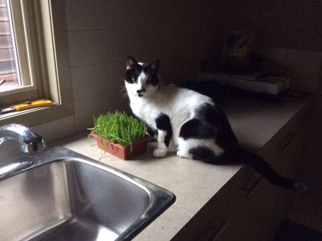 Cat Nanny Calgary Professional Cat Sitting Services