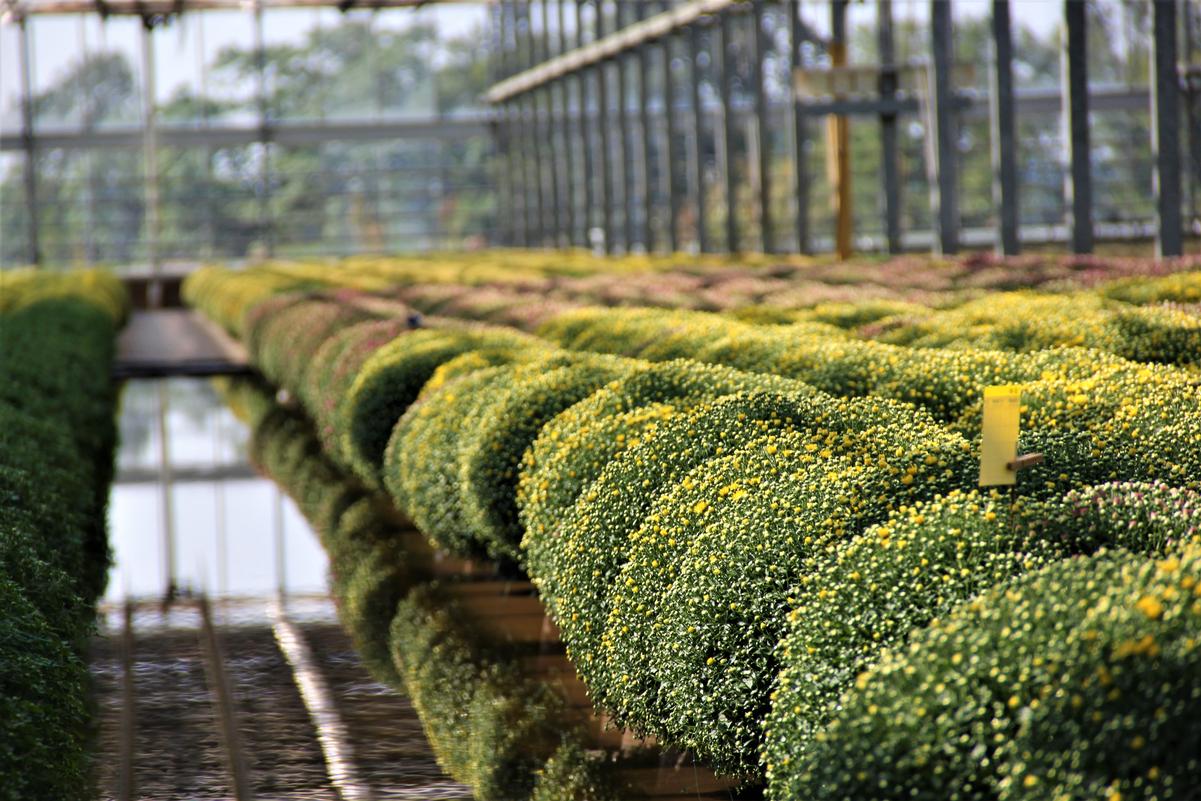 Catoctin Mtn Growers