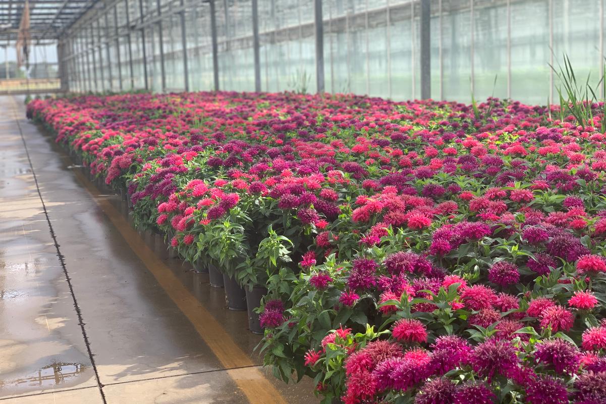 Catoctin Mtn Growers