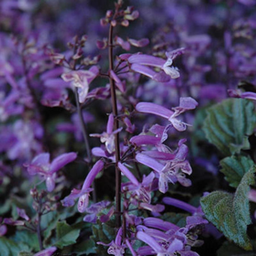 Plectranthus Mona Lavender from Catoctin Mtn Growers
