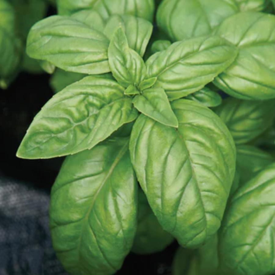 Basil Genovese Emily from Catoctin Mtn Growers