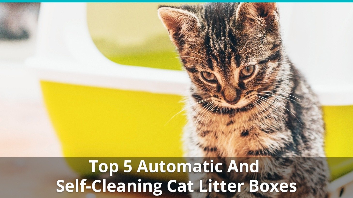 Best Automatic SelfCleaning Cat Litter Boxes Reviews and Ratings 2018