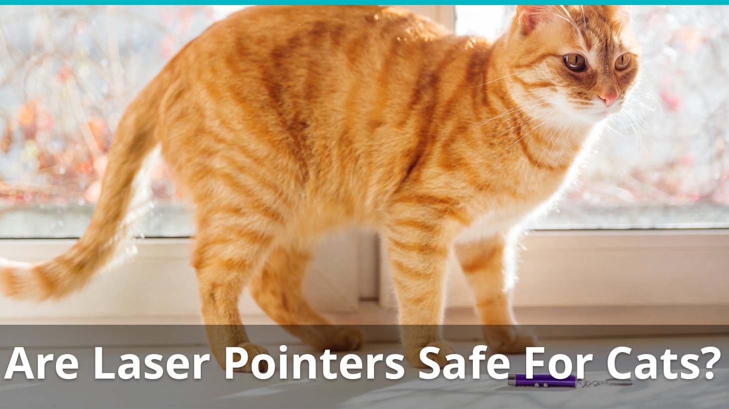 Are Laser Pointers Good, Safe Toys For Cats? Or Are They Bad?