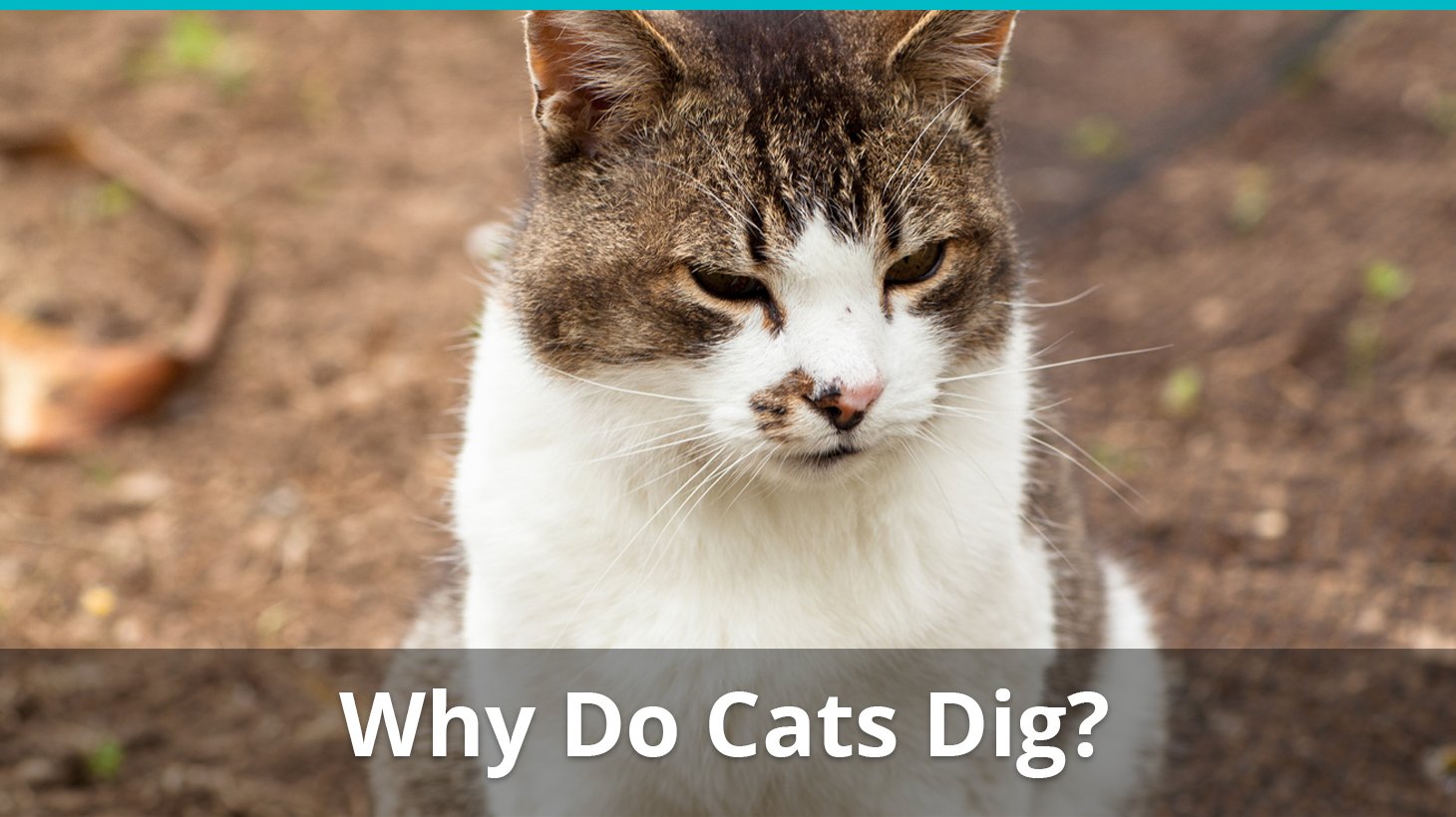Why Is My Cat Digging? Plants, Litter Box, And More...Find Out Why