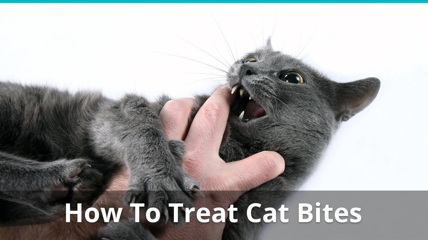 How To Treat A Cat Bite Treatment, Symptoms, Wound, And More