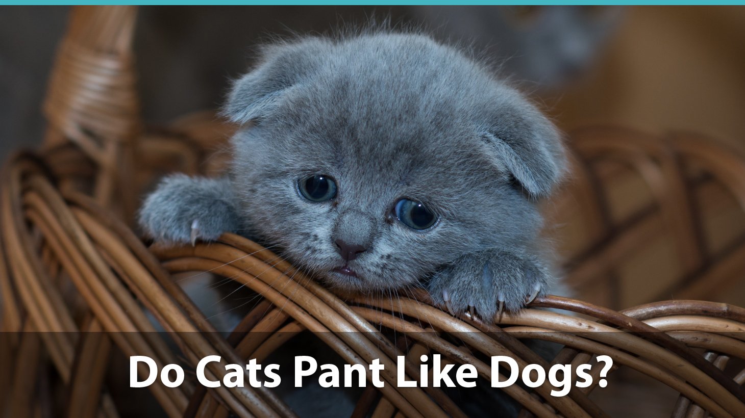 32 HQ Photos Why Do Cats Pant Why Do Cats Stick Their Tongue Out A