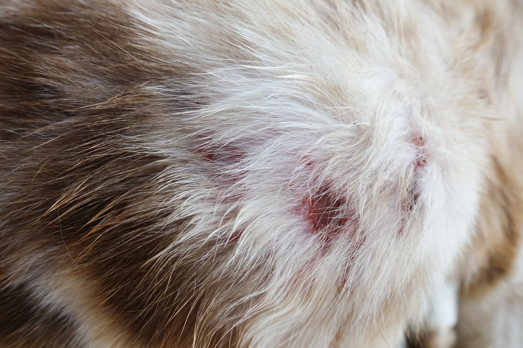 Cat Abscess Treatment