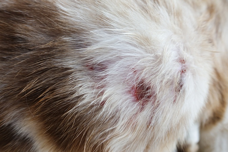 Cat Abscess Treatment Information and Guide How To Treat
