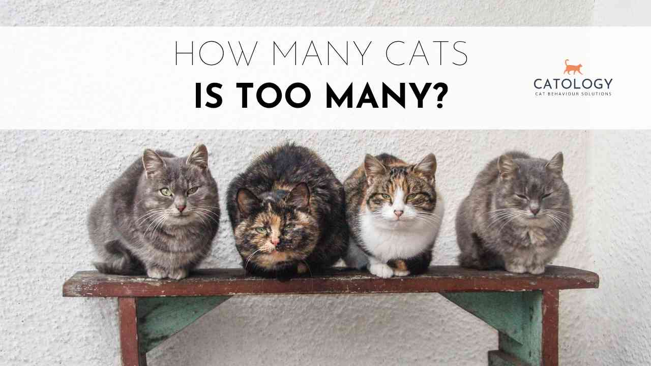 How Many Cats Can You Legally Own In Ohio at Gary Spruill blog