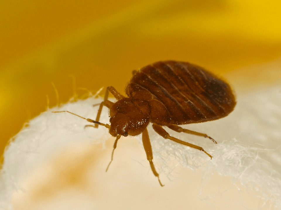 Pest Control Clarksville, TN Cato's Exterminating Co