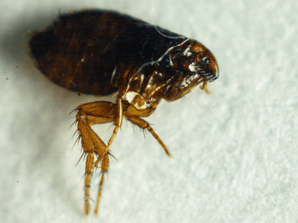 Pest Control Clarksville, TN Cato's Exterminating Co