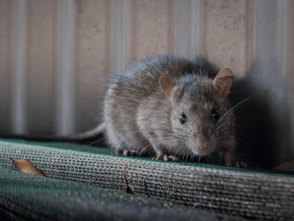 Pest Control Clarksville, TN Cato's Exterminating Co