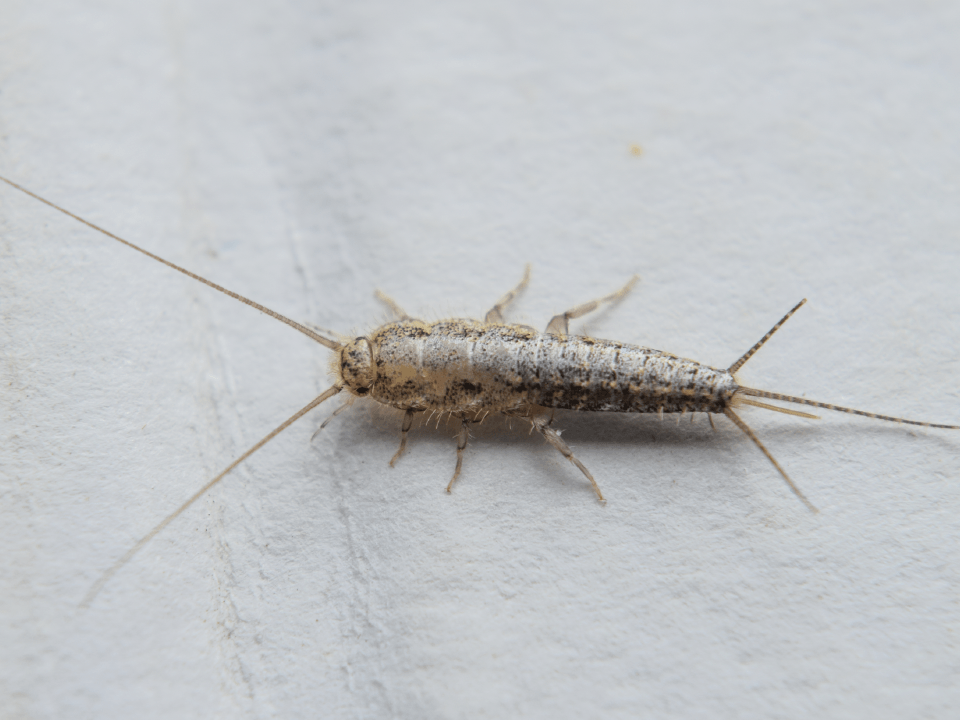 Pest Control Clarksville, TN Cato's Exterminating Co