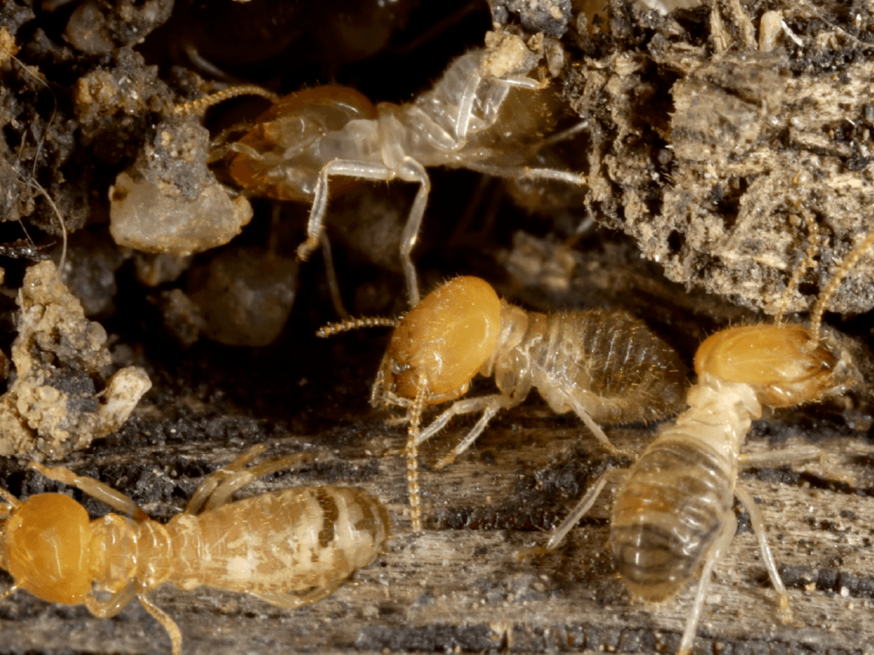 Pest Control Clarksville, TN Cato's Exterminating Co