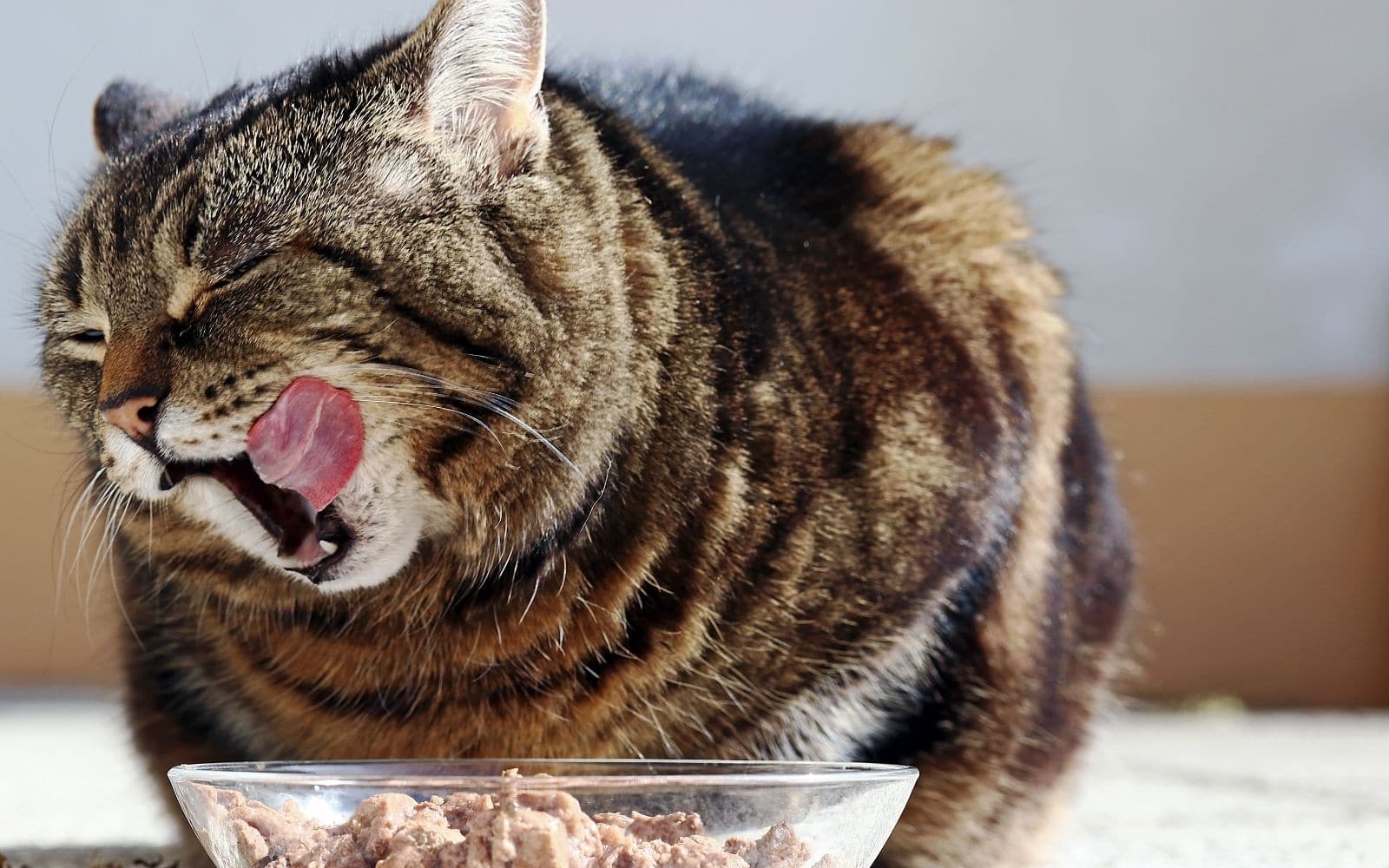 Why Cats Need (or Don&#039;t Need) Carbohydrates • CatPointers