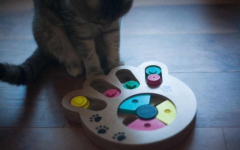 Best Cat Puzzles & Treat Dispensers (Buyer's Guide 2021)» CatPointers