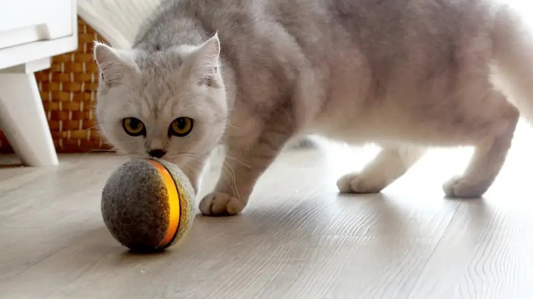 Best Cat Toy Balls (Buyer's Guide 2021) » CatPointers