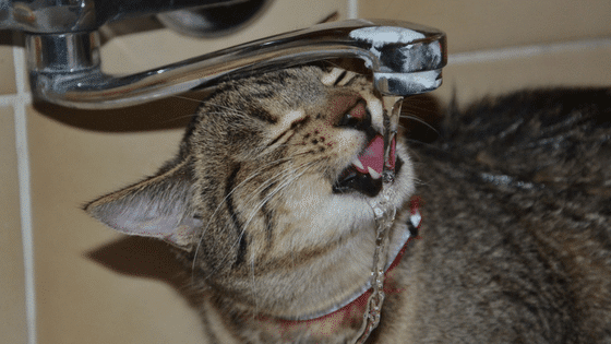 6 Ways to Encourage Your Cat to Drink More Water • CatPointers