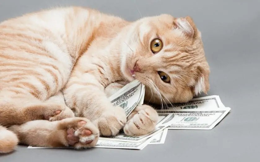 How much does it cost to own a cat? » CatPointers