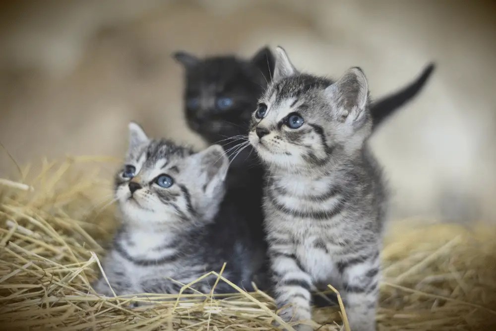 Can Cats Have Twins? We Asked A Vet! » CatPointers