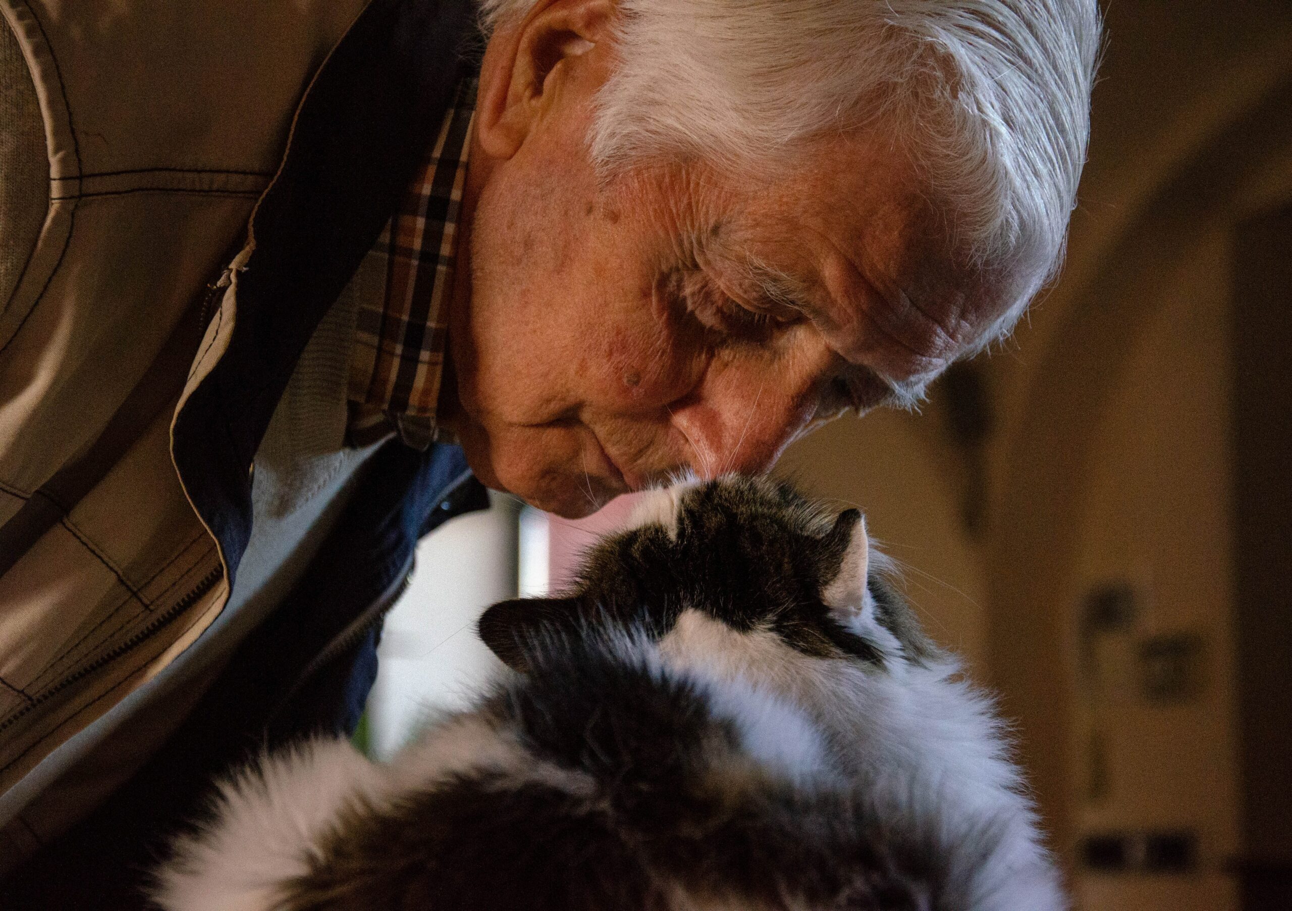 6 Pawsome Benefits Of Having A Cat As A Senior » CatPointers