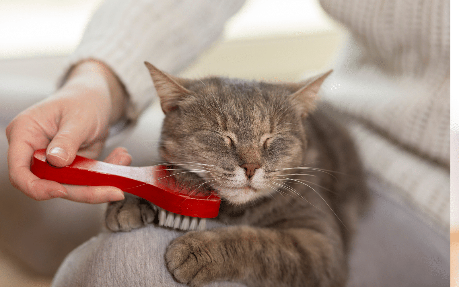 How To Groom An Anxious Cat Top Tips From A Vet