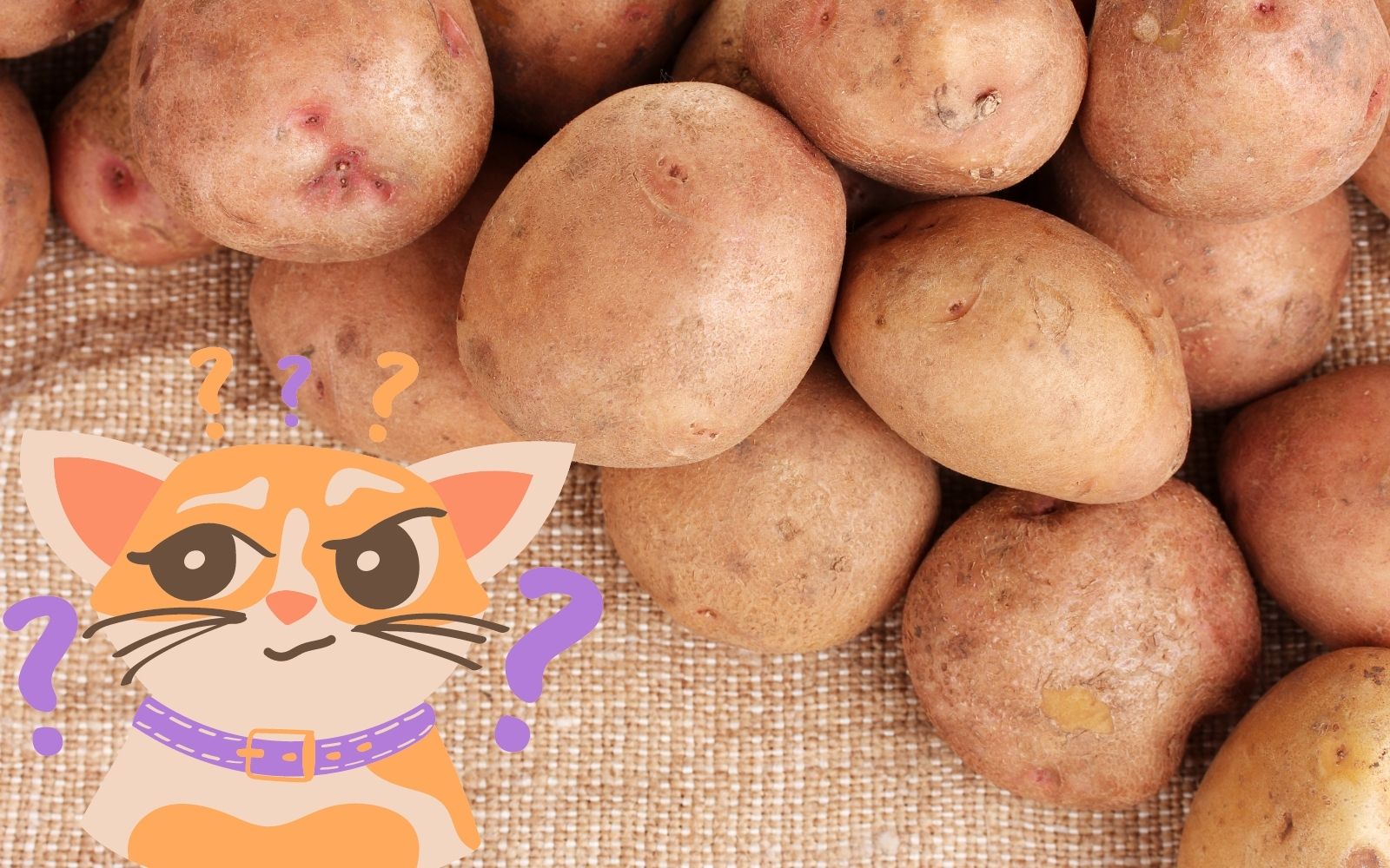 Can Cats Eat Potatoes? Are Potatoes Safe For Cats? We Checked With A