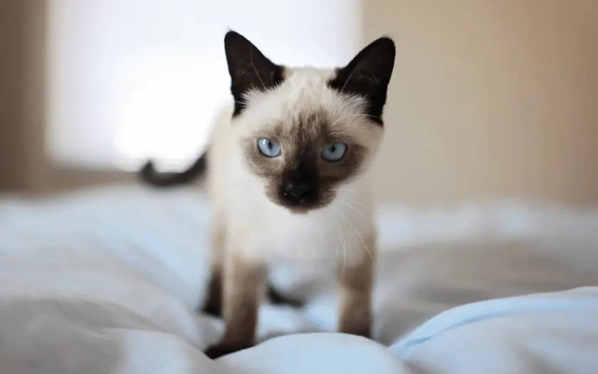 Do Siamese Cats Shed? (We Asked A Vet!) » CatPointers