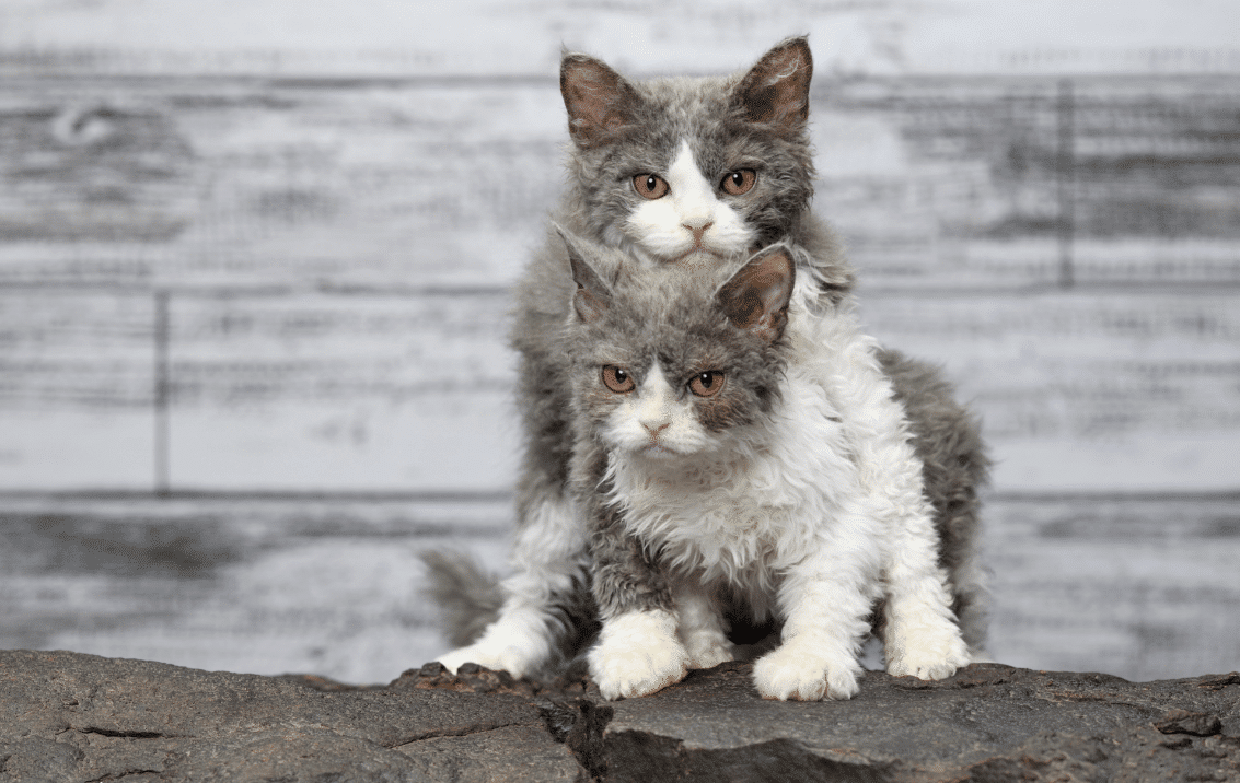 Selkirk Rex Cat Breed Facts and Personality Traits » CatPointers