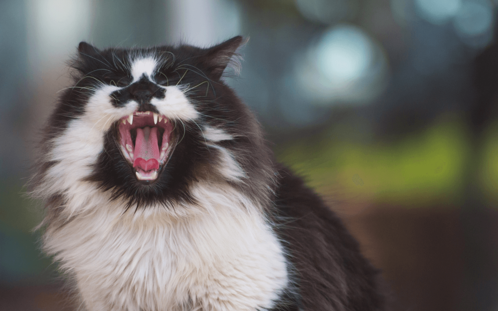 Why Do Cat Teeth Fall Out? 3 Reasons For Tooth Loss In Cats » CatPointers
