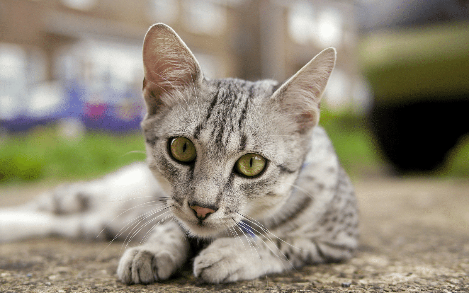 Egyptian Mau Cat Breed Behavior, Grooming & Personality Traits